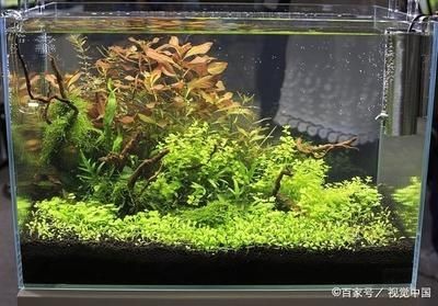 魚缸幾天換水好