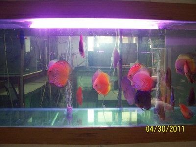 世界上最貴的魚(yú)缸有多貴？：世界上最貴的魚(yú)缸 世界上最貴的魚(yú)缸有多貴？：世界上最貴的魚(yú)缸 魚(yú)缸百科 第3張