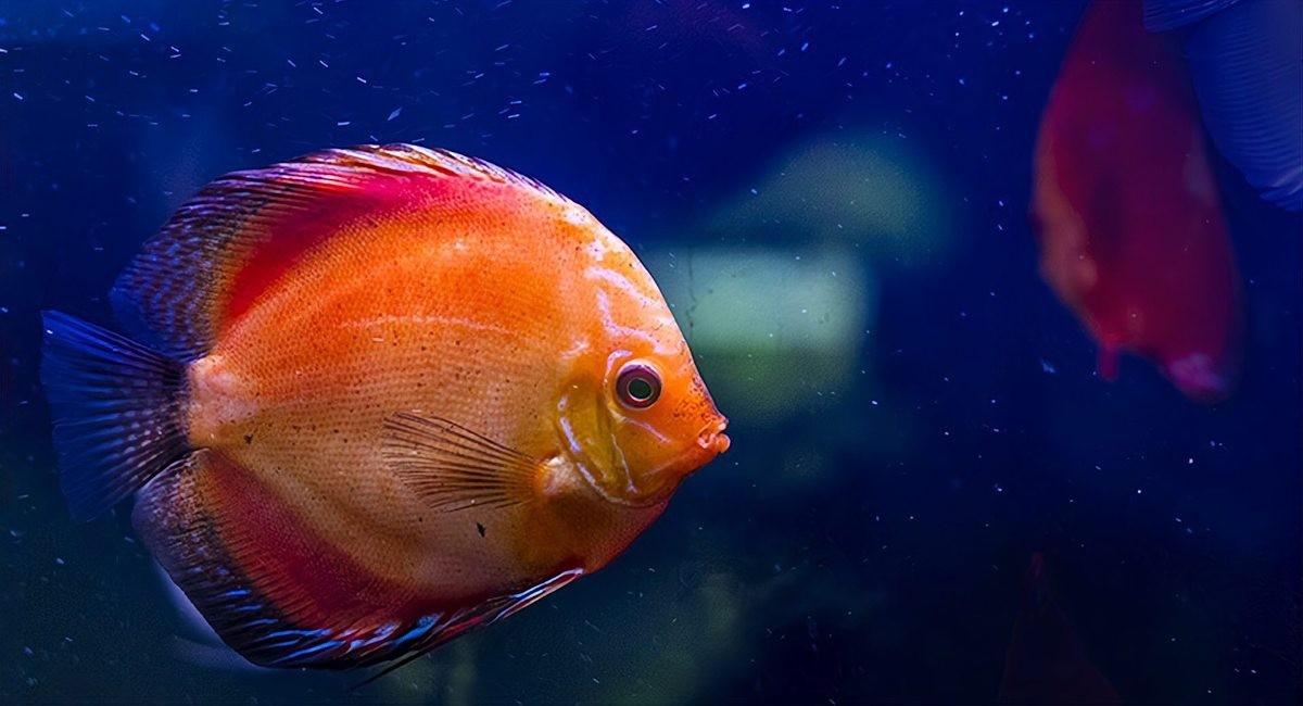 龍魚褪色后還能恢復嗎？ 龍魚褪色后還能恢復嗎？ 龍魚百科 第4張