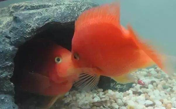 如何減少魚缸內(nèi)沖突：如何減少魚缸內(nèi)動(dòng)物之間的沖突