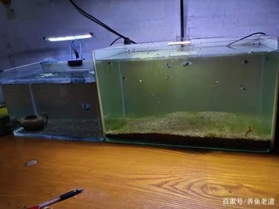 扶余市三岔河鎮尚游水族花卉館（扶余市三岔河鎮尚游水族花卉館電話）