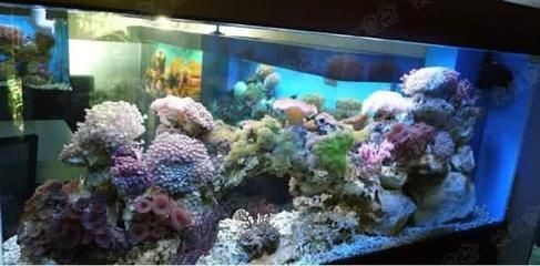 如何選擇一個(gè)合適的魚缸：關(guān)于水族箱的問題 如何選擇一個(gè)合適的魚缸：關(guān)于水族箱的問題 魚缸百科 第1張