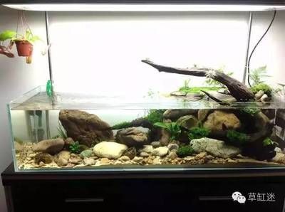 如何挑魚(yú)缸（不同材質(zhì)魚(yú)缸的優(yōu)缺點(diǎn)）