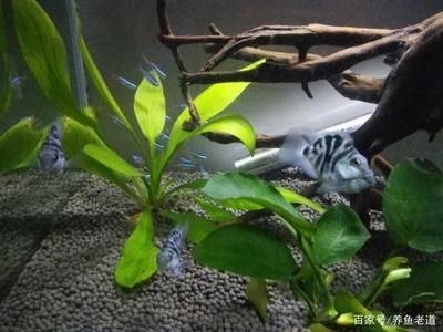 如何挑魚(yú)缸（不同材質(zhì)魚(yú)缸的優(yōu)缺點(diǎn)）