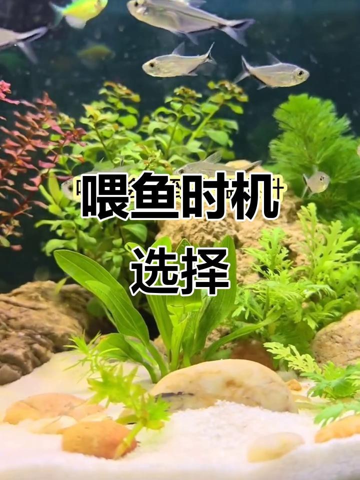 紅龍魚喂小魚的最佳時間