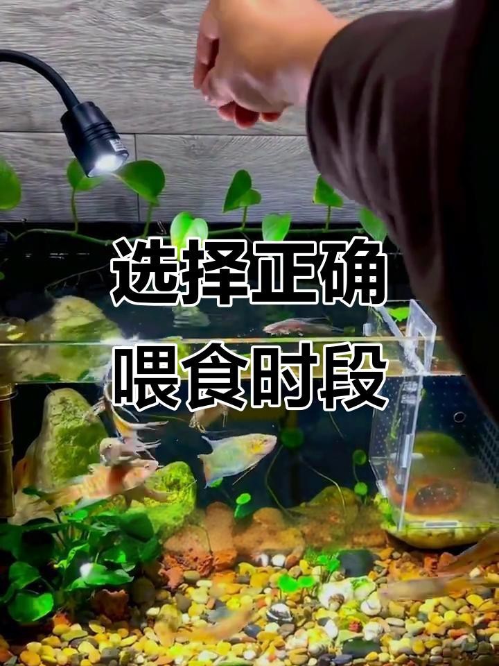 紅龍魚喂小魚的最佳時間