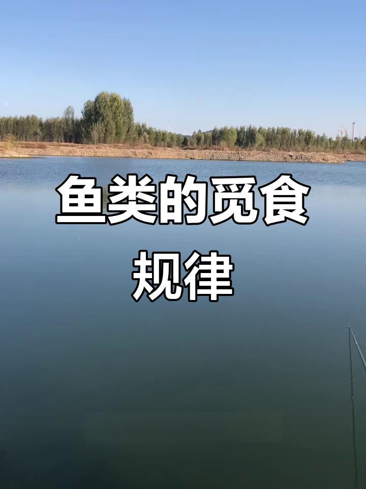 紅龍魚喂小魚的最佳時間