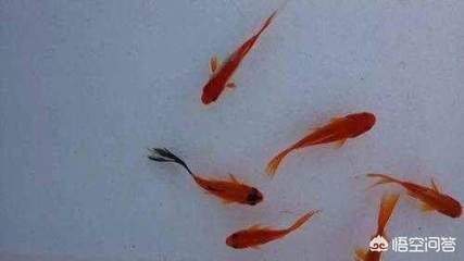 魚缸里的微觀世界魚缸中的微觀世界魚缸中的魚比喻為社會學思想：魚缸中的微觀世界