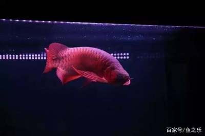 武漢市武昌區金鼎觀賞魚經營部（武漢市武昌區金鼎觀賞魚經營部地址）