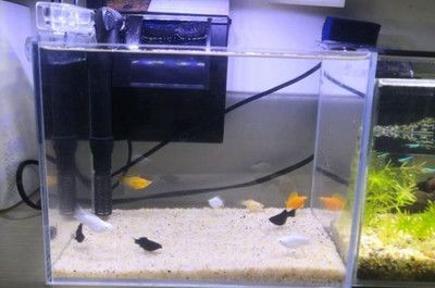 自制魚缸的安全指南自制魚缸的安全指南自制魚缸安全指南：定制的魚缸會爆缸嗎？