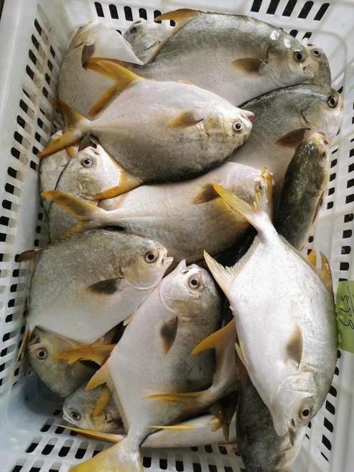 北海龍魚圖片大全高清圖