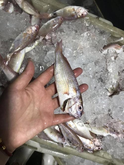 北海龍魚圖片大全高清圖