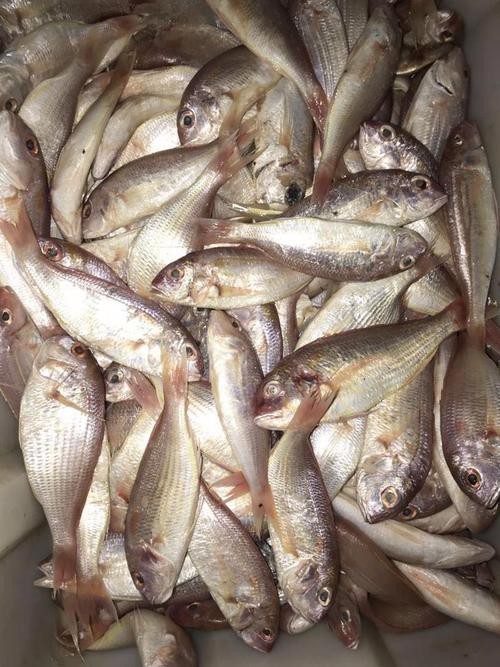 北海龍魚圖片大全高清圖