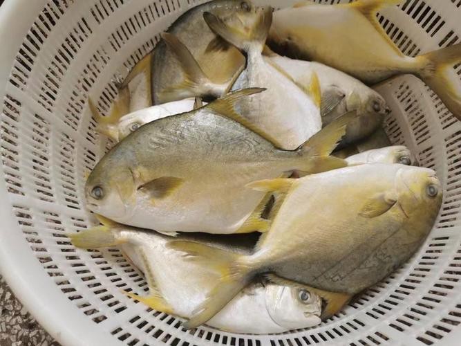 北海龍魚圖片大全高清圖