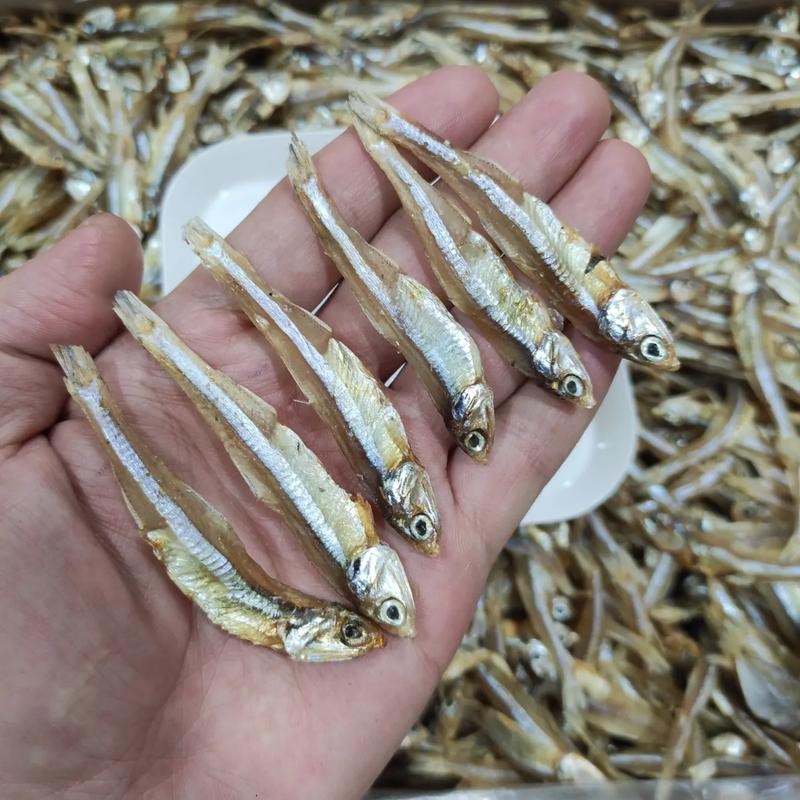 北海龍魚圖片大全高清圖