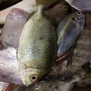 北海龍魚圖片大全高清圖