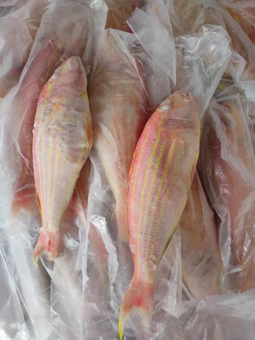 北海龍魚圖片大全高清圖