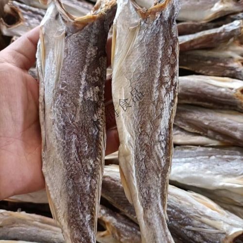 北海龍魚圖片大全高清圖