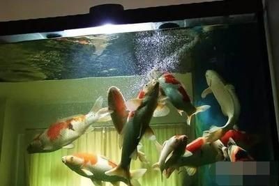 如何預防魚缸內驚嚇：在魚缸中引入新魚和植物時如何避免驚嚇魚類的問題