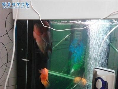 如何預防魚缸內驚嚇：在魚缸中引入新魚和植物時如何避免驚嚇魚類的問題