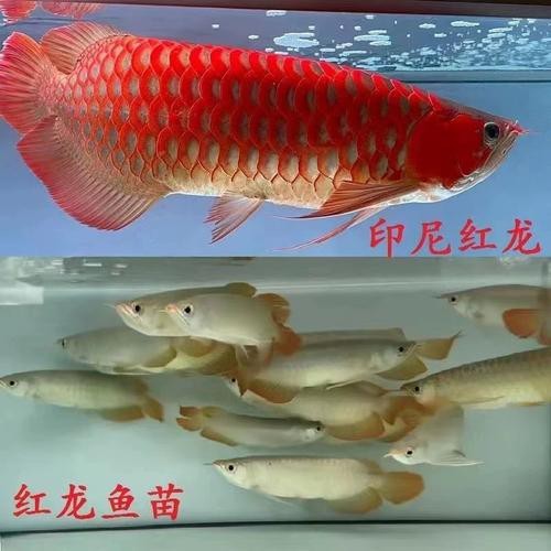 純血紅龍魚價格走勢圖片