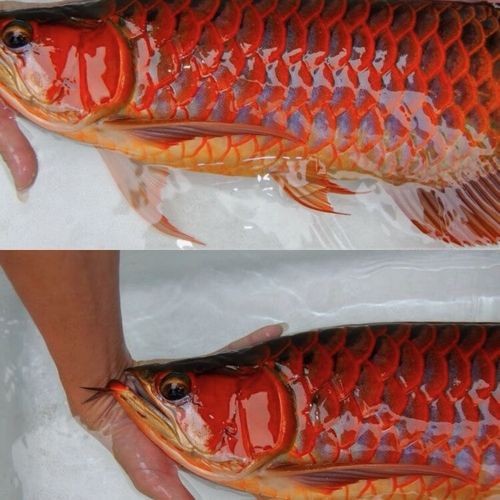 純血紅龍魚價格走勢圖片