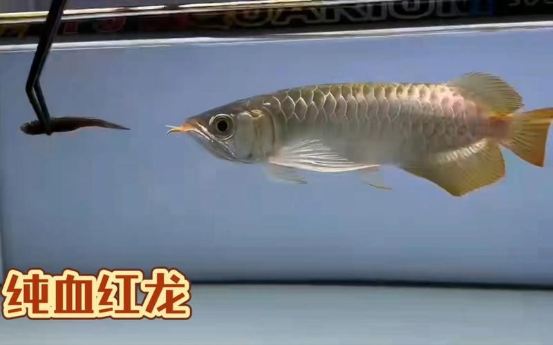 純血紅龍魚價格走勢圖片