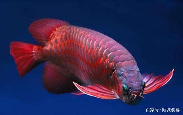 純血紅龍魚價格走勢圖片
