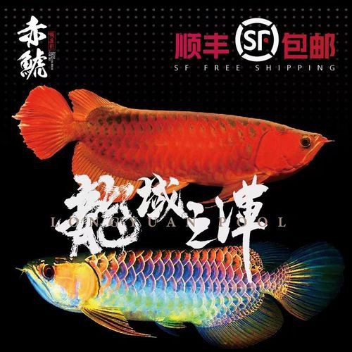 純血紅龍魚價格走勢圖片