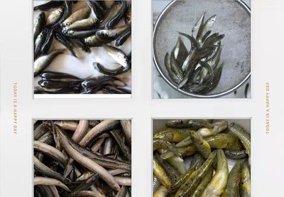 龍魚食物怎么處理：喂養龍魚時，食物的處理方法是非常重要的一步，正確處理方法
