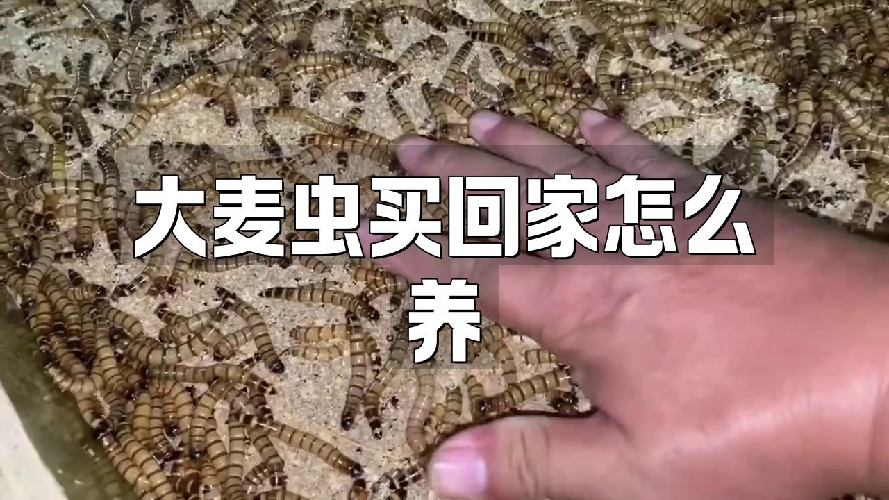 森森大麥蟲(chóng)飼料的具體使用方法