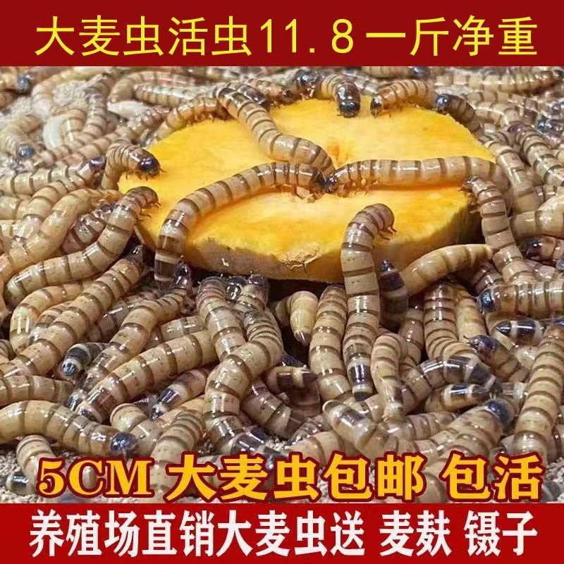 森森大麥蟲(chóng)飼料的具體使用方法