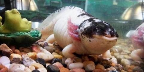 六角恐龍魚(yú)飼料可以喂烏龜嗎（六角恐龍魚(yú)飼料可以喂烏龜嗎六角恐龍魚(yú)與烏龜共養(yǎng)注意事項(xiàng)）