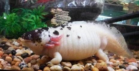 六角恐龍魚(yú)飼料可以喂烏龜嗎（六角恐龍魚(yú)飼料可以喂烏龜嗎六角恐龍魚(yú)與烏龜共養(yǎng)注意事項(xiàng)）