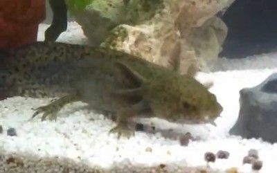 六角恐龍魚(yú)飼料可以喂烏龜嗎（六角恐龍魚(yú)飼料可以喂烏龜嗎六角恐龍魚(yú)與烏龜共養(yǎng)注意事項(xiàng)）