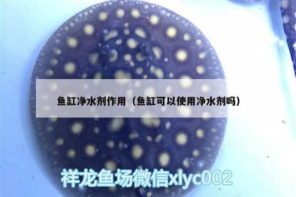 魚缸凈水劑的使用方法：如何選擇合適的魚缸凈水劑，魚缸凈水劑與過濾系統的配合