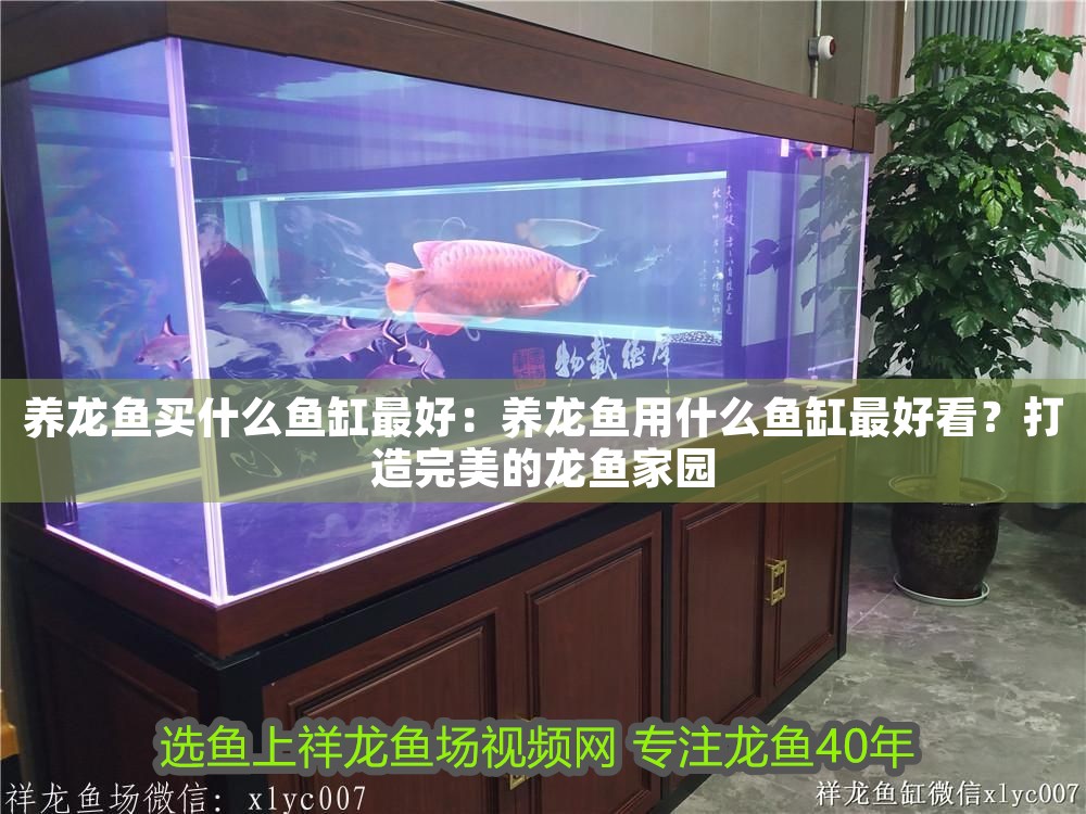養龍魚買什么魚缸最好：養龍魚用什么魚缸最好看？打造完美的龍魚家園