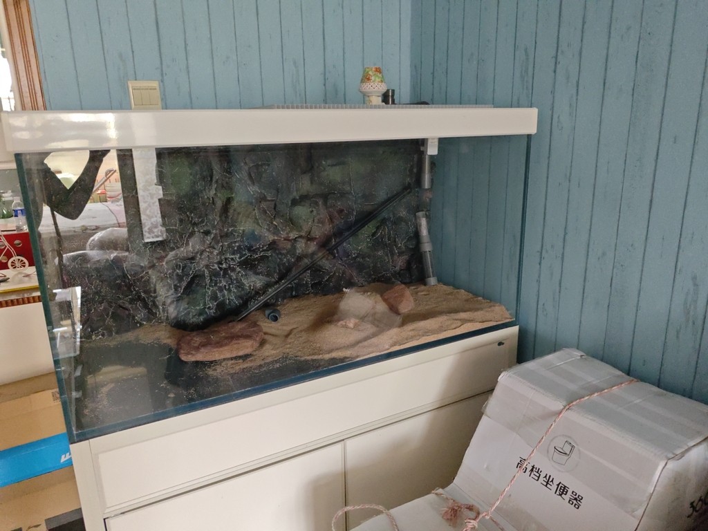 好吃灰呢，等等需要收拾一下了。 好吃灰呢，等等需要收拾一下了。 龍魚論壇 第1張