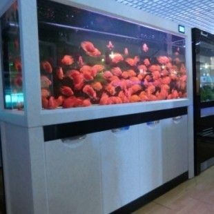附近有沒有修魚缸的（附近有沒有修魚缸的修魚缸的）