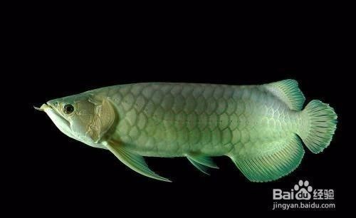 龍魚吃東西嚼完吐出來再吃可以嗎 龍魚吃東西嚼完吐出來再吃可以嗎 龍魚百科 第3張
