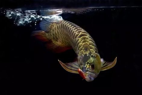 龍魚吃東西嚼完吐出來再吃可以嗎 龍魚百科 第2張 龍魚吃東西嚼完吐出來再吃可以嗎 龍魚吃東西嚼完吐出來再吃可以嗎 龍魚百科 第2張