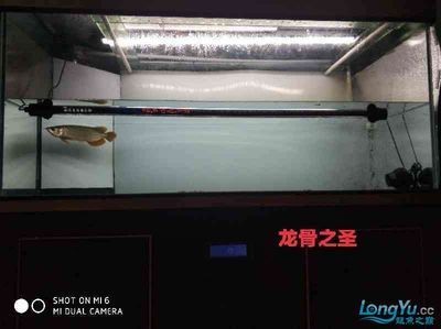 養龍魚多少度用加熱棒最好：養龍魚多少度使用加熱棒