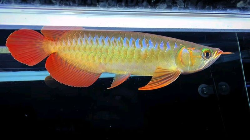 有哪些紅龍魚的照片可以作為參考？ 有哪些紅龍魚的照片可以作為參考？ 龍魚百科 第28張