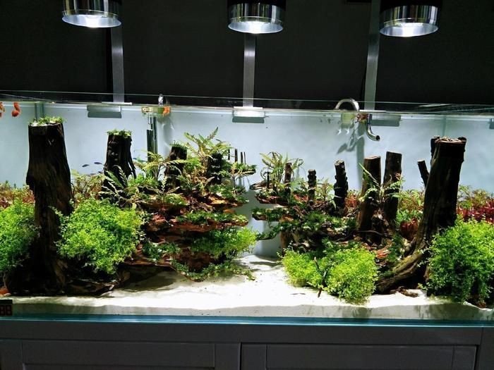 廣東地區魚缸造景培訓班的相關信息：水草造景的養護技巧：廣東地區魚缸造景培訓班