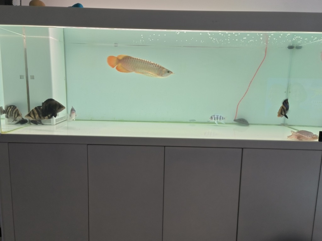 滿水飼養