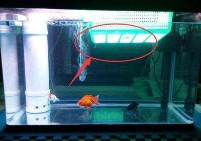 魚缸漂浮物多怎么回事：魚缸漂浮物增多可能是由幾個原因造成的魚類的排泄物