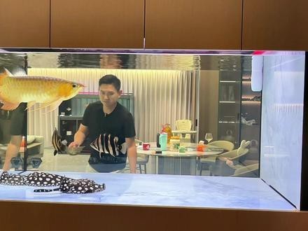 火龍魚可以和什么魚混養呢圖片欣賞