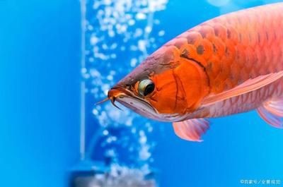 龍魚到家多久才適應：新手飼養龍魚常見錯誤，龍魚適應期后如何科學喂食