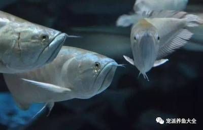 龍魚到家多久才適應：新手飼養龍魚常見錯誤，龍魚適應期后如何科學喂食