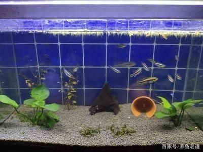 魚缸水泵的選擇與保養：魚缸水泵的維護與保養